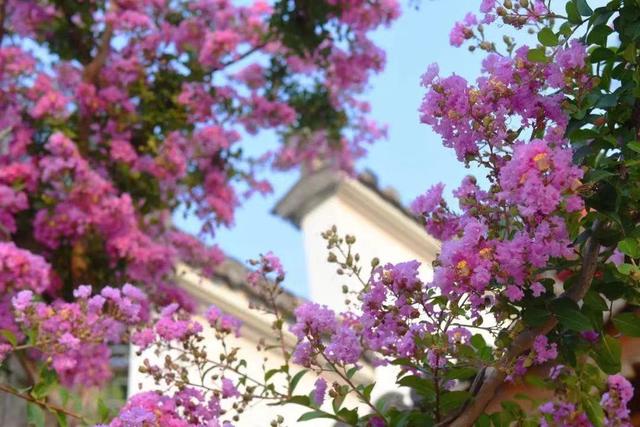 收藏了！照着“花月令”打卡成都赏花地～美哉