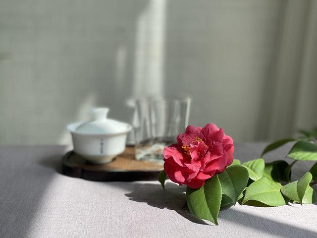 支个招，什么是值得收藏的白茶？具备这5个要求，就闭眼入手吧