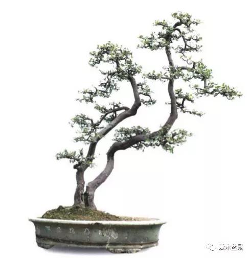 盆景的创作与收藏（二）