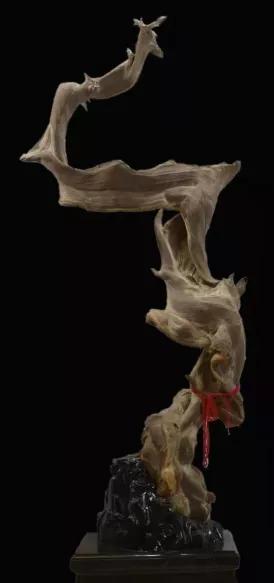 有30年经验的老专家说，应该收藏这样的崖柏