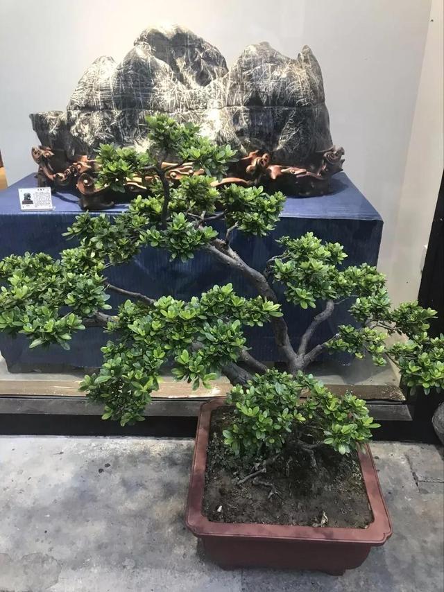 收藏，藏心，藏人生